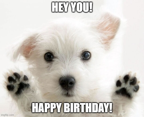 Puppy Dog Happy Birthday Meme